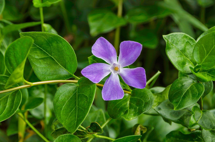 Ve dep va cong dung bat ngo cua cac loai cay long dom-Hinh-2