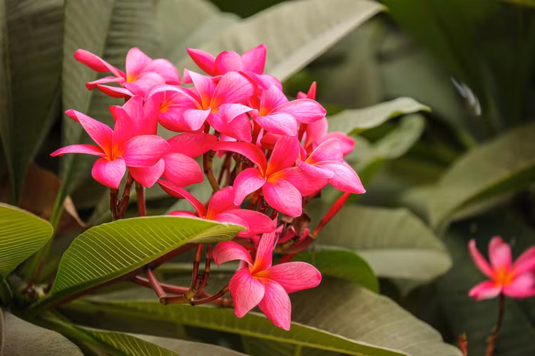 Ve dep va cong dung bat ngo cua cac loai cay long dom-Hinh-4