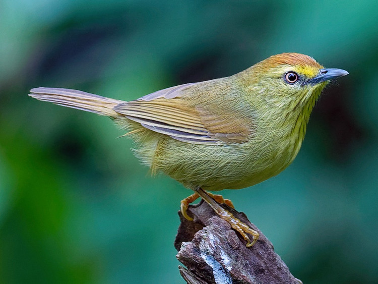 Diem danh cac loai chim khuou mo cong doc la cua Viet Nam-Hinh-16