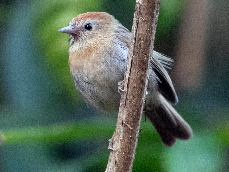Diem danh cac loai chim khuou mo cong doc la cua Viet Nam-Hinh-14