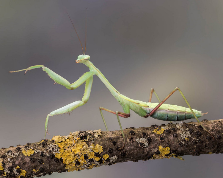 Diem danh top 20 loai bo ngua doc dao nhat Viet Nam-Hinh-18