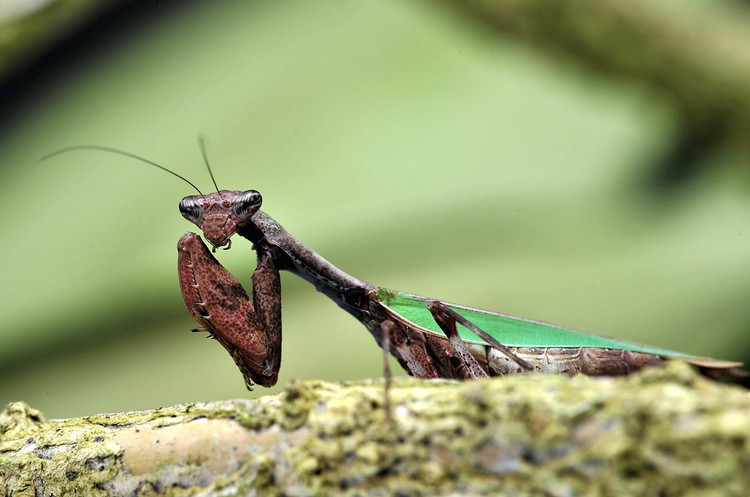 Diem danh top 20 loai bo ngua doc dao nhat Viet Nam-Hinh-5