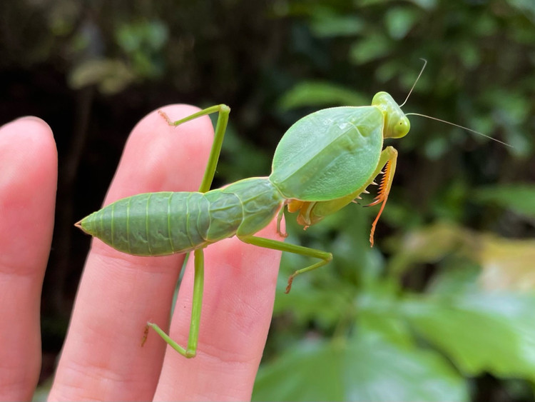 Diem danh top 20 loai bo ngua doc dao nhat Viet Nam-Hinh-17