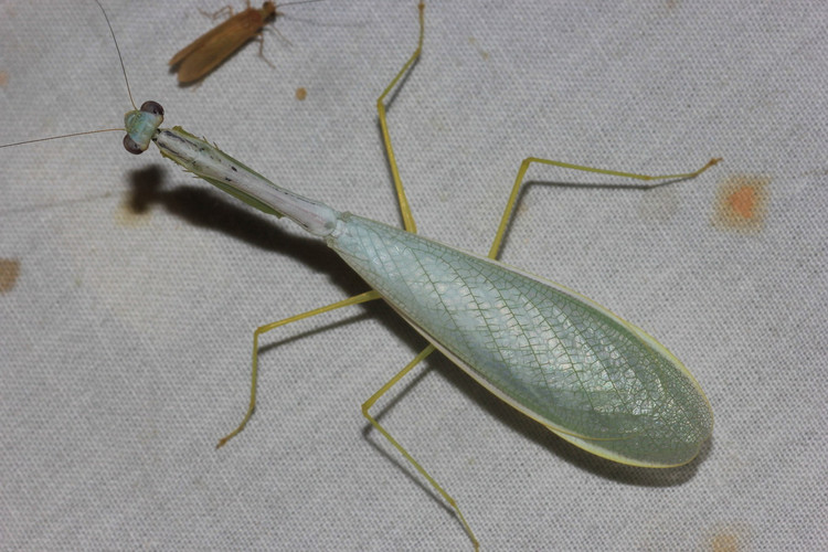 Diem danh top 20 loai bo ngua doc dao nhat Viet Nam-Hinh-8