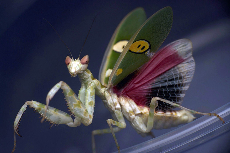 Diem danh top 20 loai bo ngua doc dao nhat Viet Nam