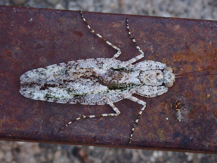 Diem danh top 20 loai bo ngua doc dao nhat Viet Nam-Hinh-7