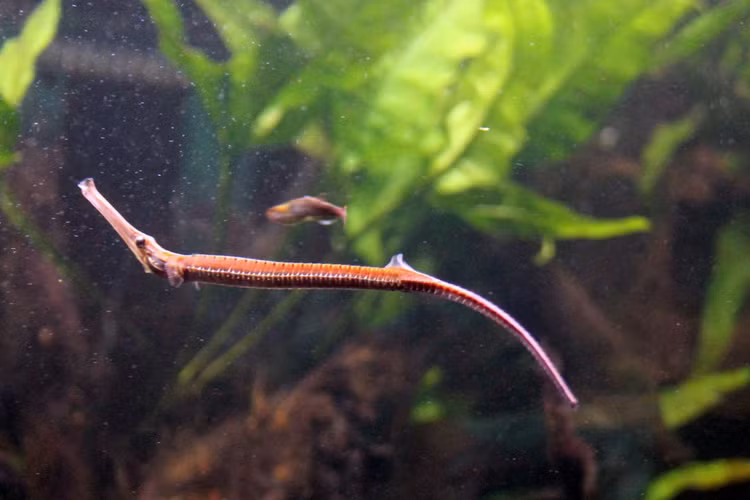 Soi loai ca canh doc di cua Viet Nam khien the gioi phat sot-Hinh-2