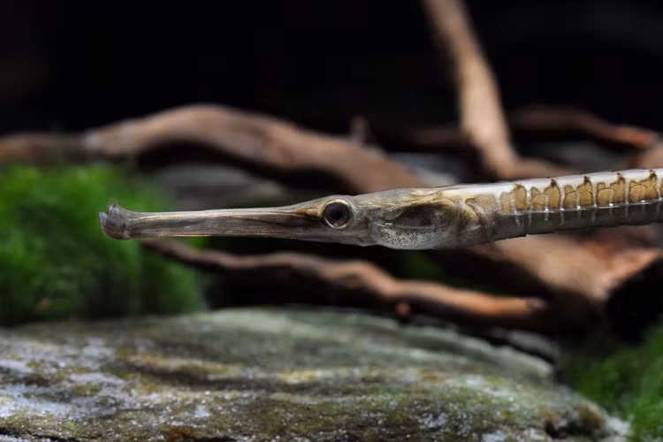 Soi loai ca canh doc di cua Viet Nam khien the gioi phat sot-Hinh-8