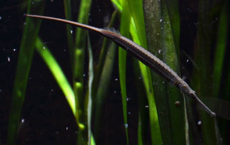 Soi loai ca canh doc di cua Viet Nam khien the gioi phat sot-Hinh-3