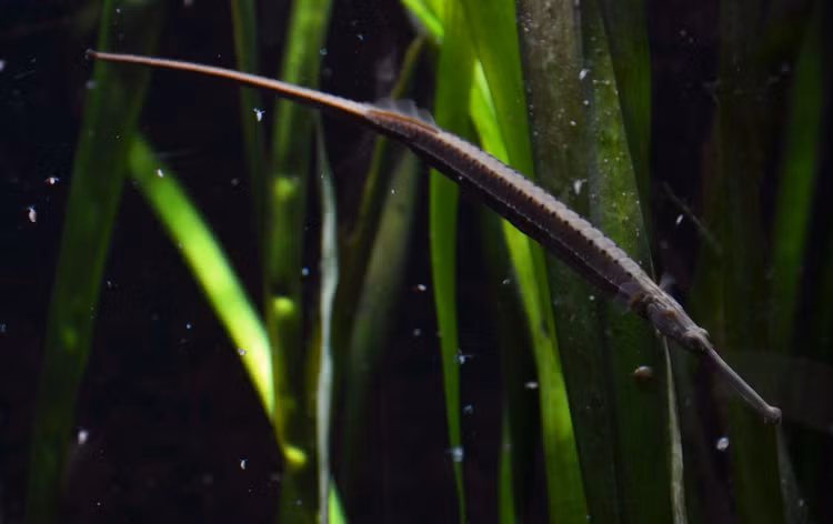 Soi loai ca canh doc di cua Viet Nam khien the gioi phat sot-Hinh-3