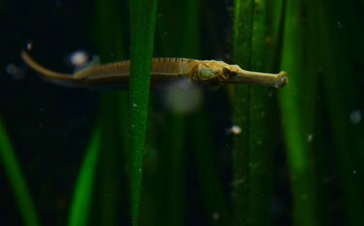 Soi loai ca canh doc di cua Viet Nam khien the gioi phat sot-Hinh-7