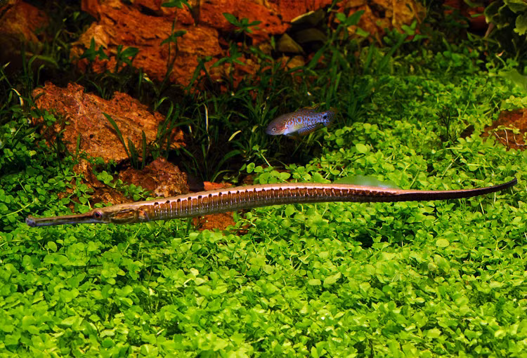 Soi loai ca canh doc di cua Viet Nam khien the gioi phat sot-Hinh-9