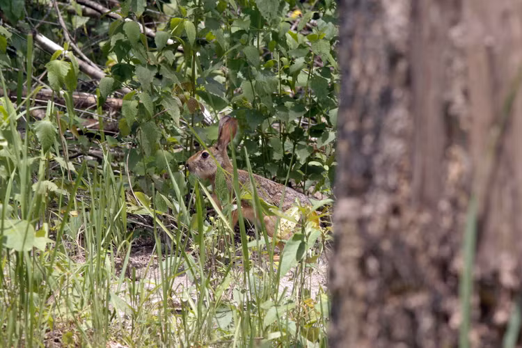 Nhung tiet lo bat ngo ve loai tho nau ban dia Viet Nam-Hinh-3