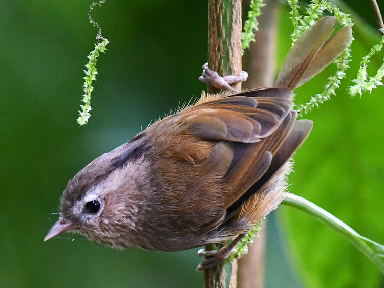 Tan muc nhung loai chim khuou mo det it nguoi biet o Viet Nam-Hinh-13