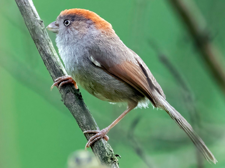 Tan muc nhung loai chim khuou mo det it nguoi biet o Viet Nam-Hinh-2