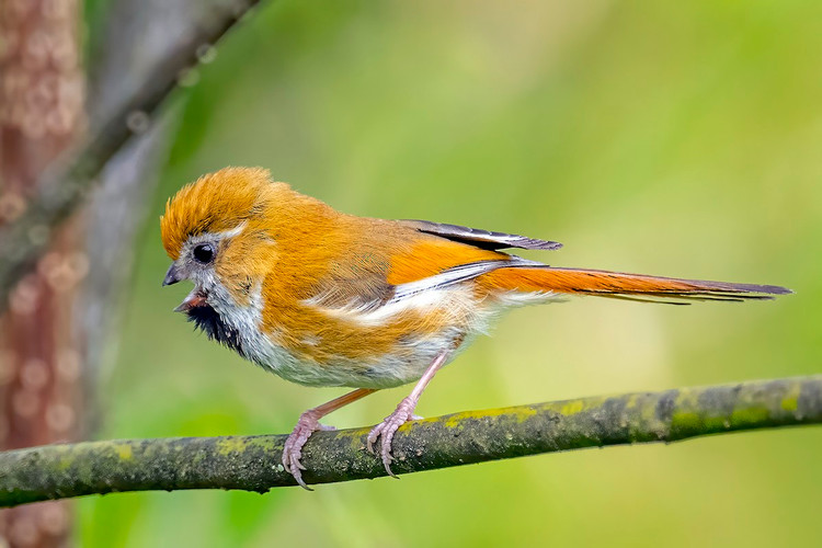 Tan muc nhung loai chim khuou mo det it nguoi biet o Viet Nam-Hinh-4