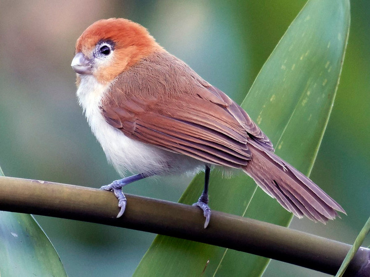 Tan muc nhung loai chim khuou mo det it nguoi biet o Viet Nam-Hinh-6