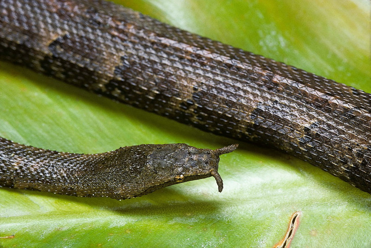 Diem mat top 12 loai bo sat doc - di - la nhat Viet Nam-Hinh-2