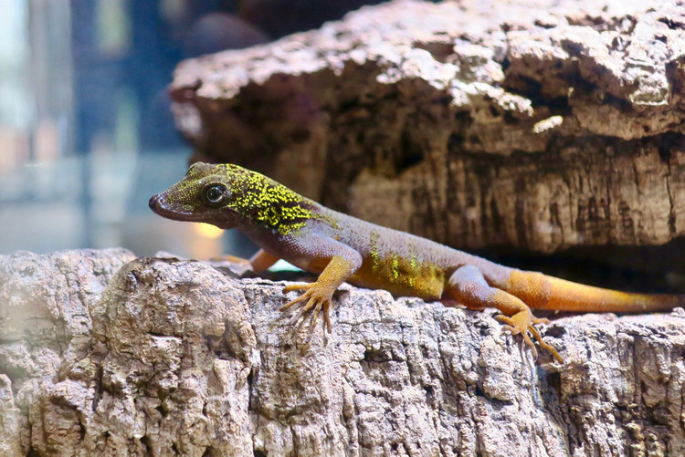 Diem mat top 12 loai bo sat doc - di - la nhat Viet Nam-Hinh-8