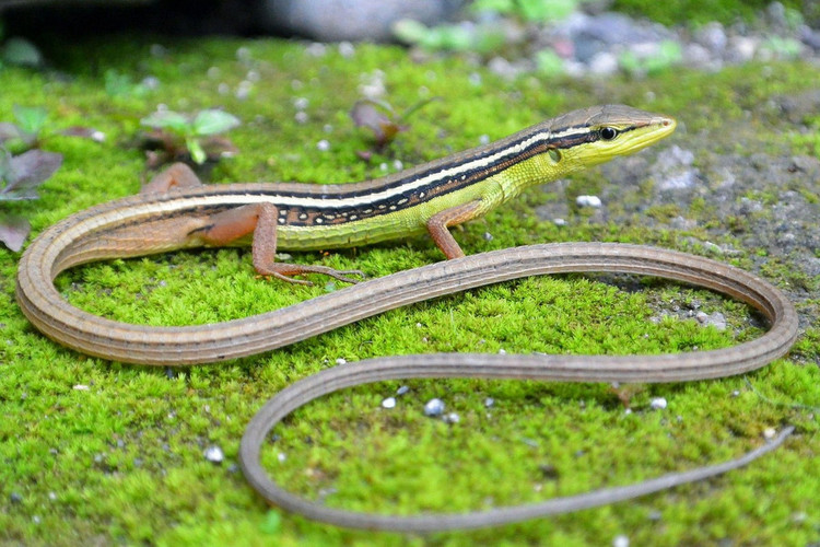 Diem mat top 12 loai bo sat doc - di - la nhat Viet Nam-Hinh-10