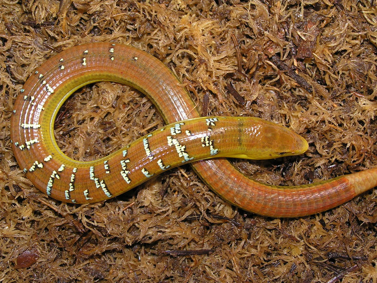 Diem mat top 12 loai bo sat doc - di - la nhat Viet Nam-Hinh-6