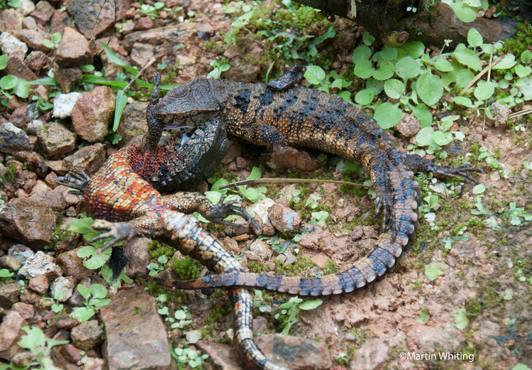 Diem mat top 12 loai bo sat doc - di - la nhat Viet Nam