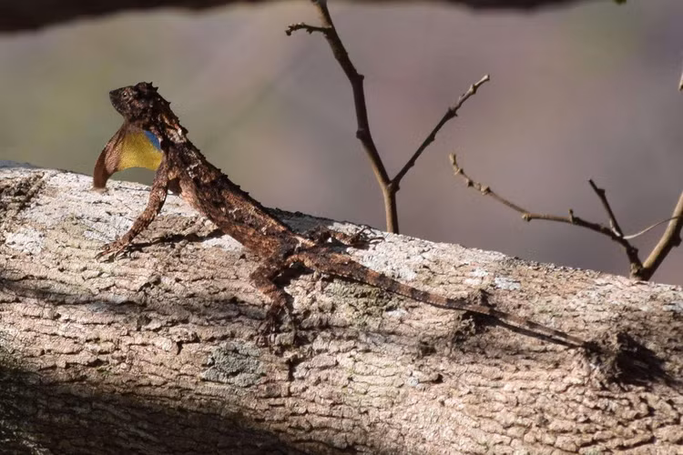 Diem mat top 12 loai bo sat doc - di - la nhat Viet Nam-Hinh-7