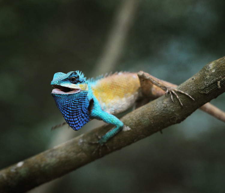 Diem mat top 12 loai bo sat doc - di - la nhat Viet Nam-Hinh-12