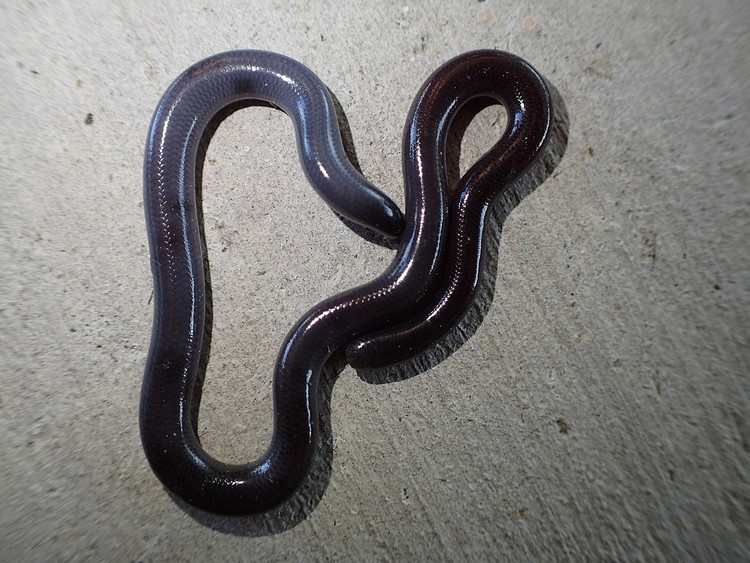 Diem mat top 12 loai bo sat doc - di - la nhat Viet Nam-Hinh-11