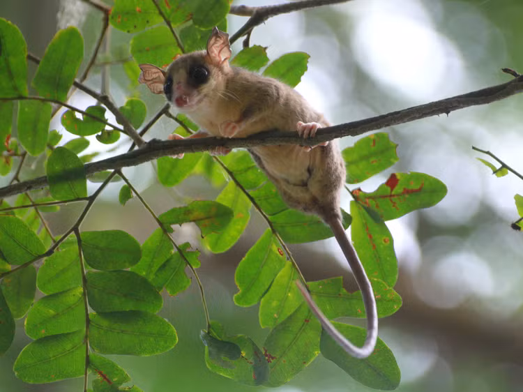 Tan muc nhung loai thu co tui ky quai, chi co o chau My-Hinh-6