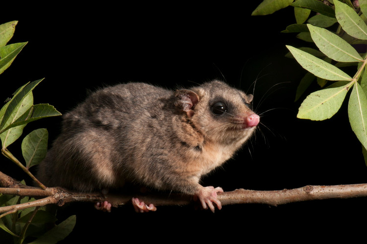 Tan muc nhung loai thu co tui ky quai, chi co o chau My-Hinh-7