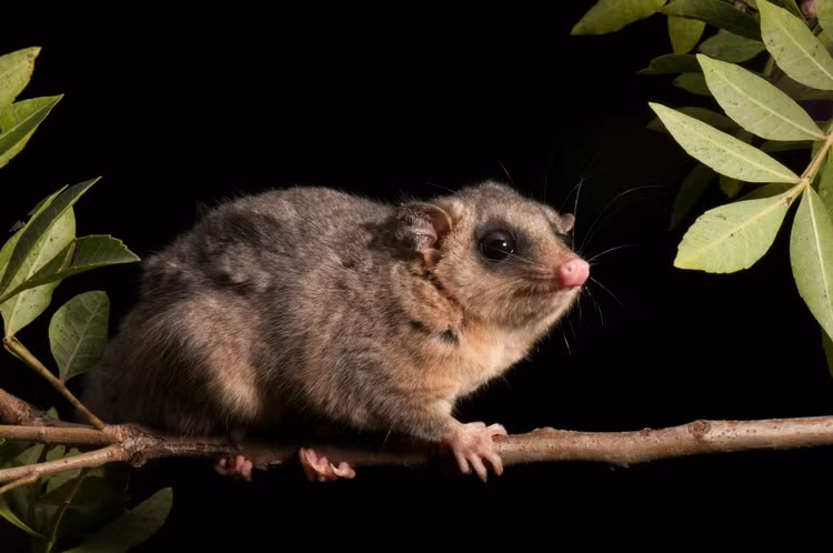 Tan muc nhung loai thu co tui ky quai, chi co o chau My-Hinh-7