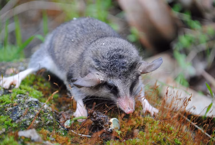 Tan muc nhung loai thu co tui ky quai, chi co o chau My-Hinh-9