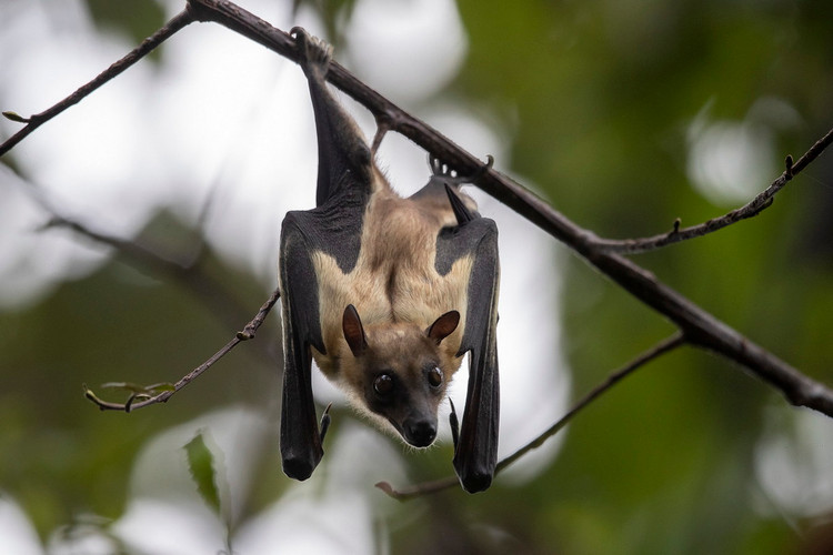 Diem danh nhung loai doi khong lo an tuong nhat the gioi-Hinh-10