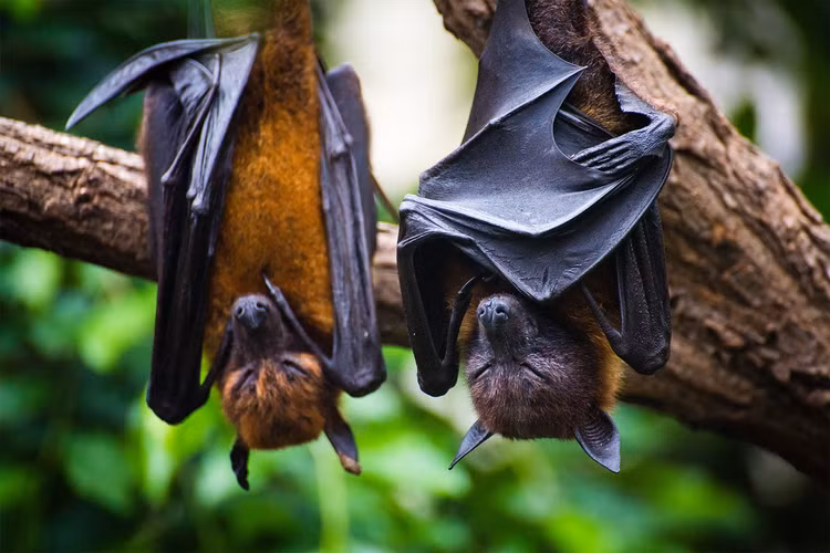 Diem danh nhung loai doi khong lo an tuong nhat the gioi-Hinh-4