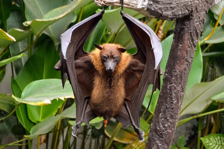 Diem danh nhung loai doi khong lo an tuong nhat the gioi-Hinh-2