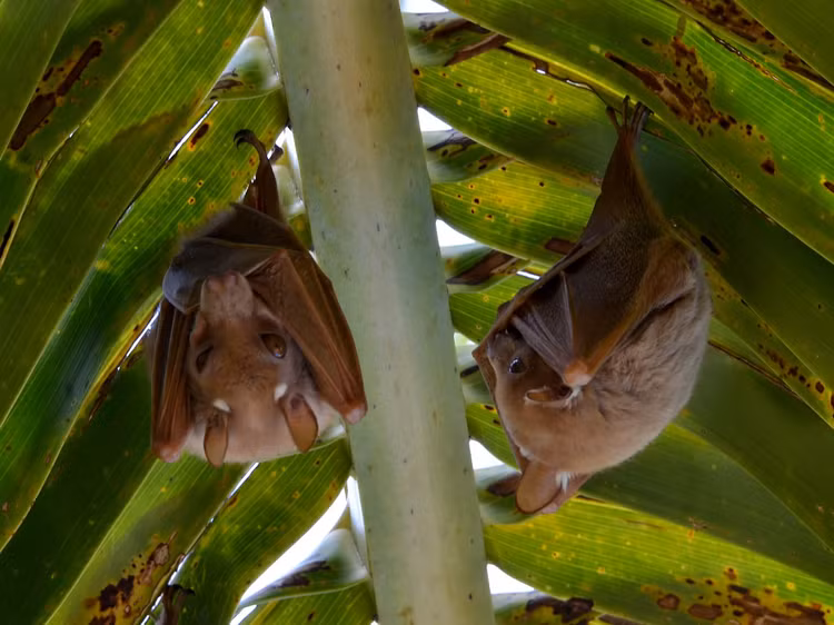 Diem danh nhung loai doi khong lo an tuong nhat the gioi-Hinh-8