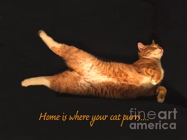 10 su that cuc thu vi ve loai meo khong han ai cung biet-Hinh-8