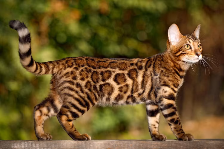 Top 32 giống mèo nhà hot nhất thế giới (1) - Hình 5 Top 32 giong meo nha hot nhat the gioi (1)-Hinh-5