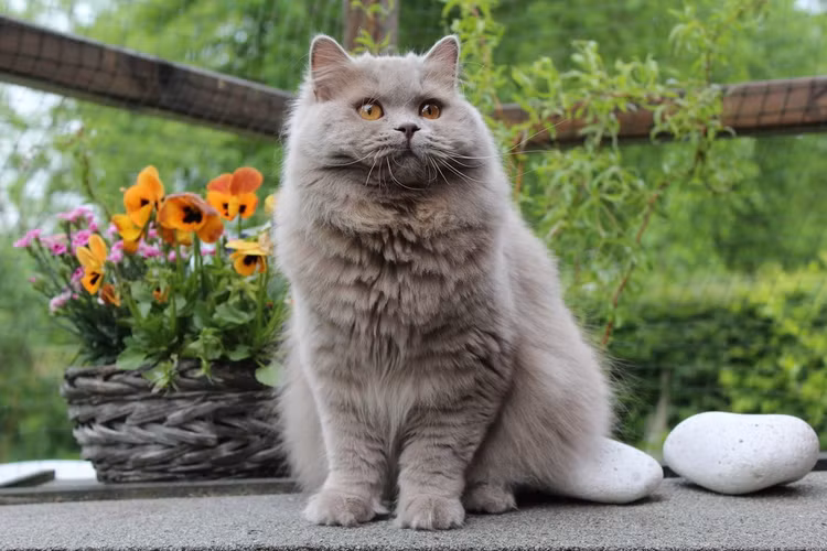 Top 32 giong meo nha hot nhat the gioi (1)-Hinh-8