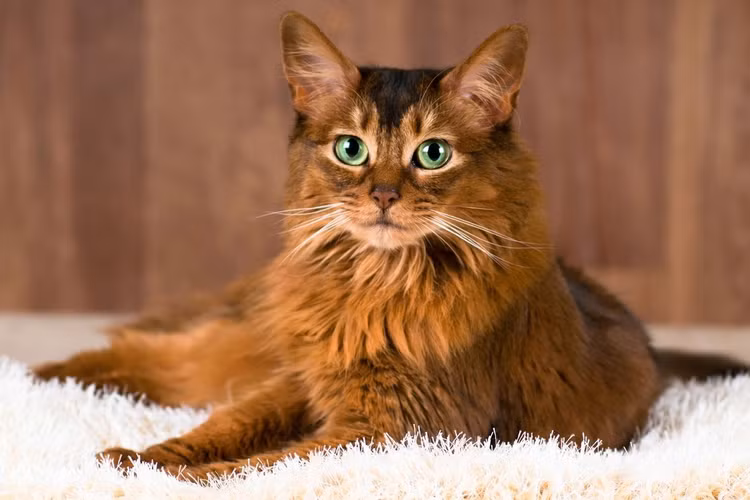 Top 32 giong meo nha hot nhat the gioi (1)-Hinh-13