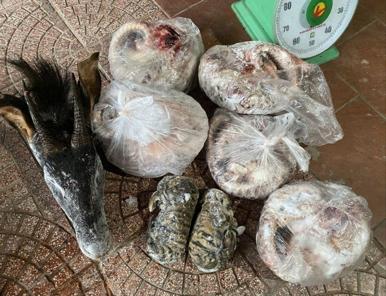 Lực lượng chức năng thu giữ 6 cá thể tê tê, 2 cá thể hổ và 1 đầu sơn dương.