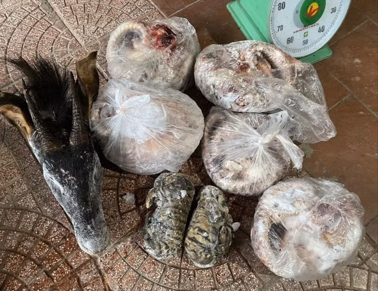 Lực lượng chức năng thu giữ 6 cá thể tê tê, 2 cá thể hổ và 1 đầu sơn dương.