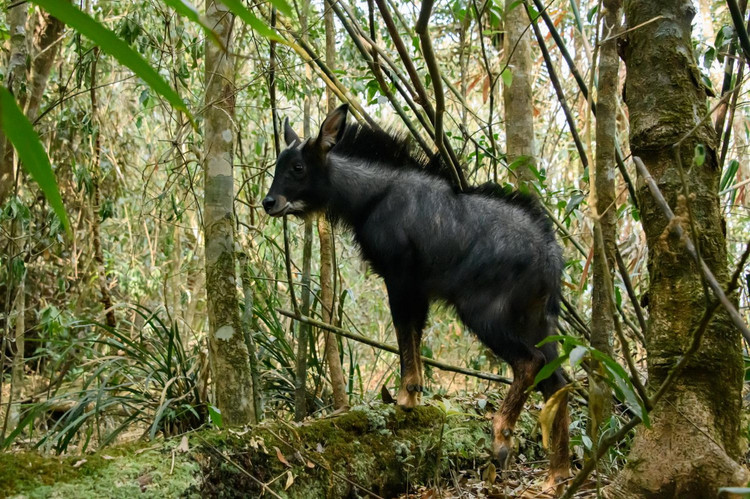 Nhung tiet lo bat ngo ve loai son duong quy hiem cua Viet Nam-Hinh-2