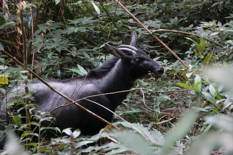 Nhung tiet lo bat ngo ve loai son duong quy hiem cua Viet Nam-Hinh-8