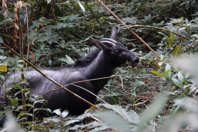 Nhung tiet lo bat ngo ve loai son duong quy hiem cua Viet Nam-Hinh-8