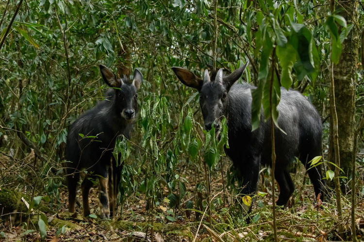 Nhung tiet lo bat ngo ve loai son duong quy hiem cua Viet Nam-Hinh-5