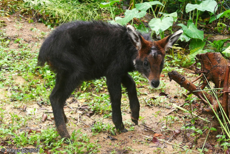 Nhung tiet lo bat ngo ve loai son duong quy hiem cua Viet Nam-Hinh-6