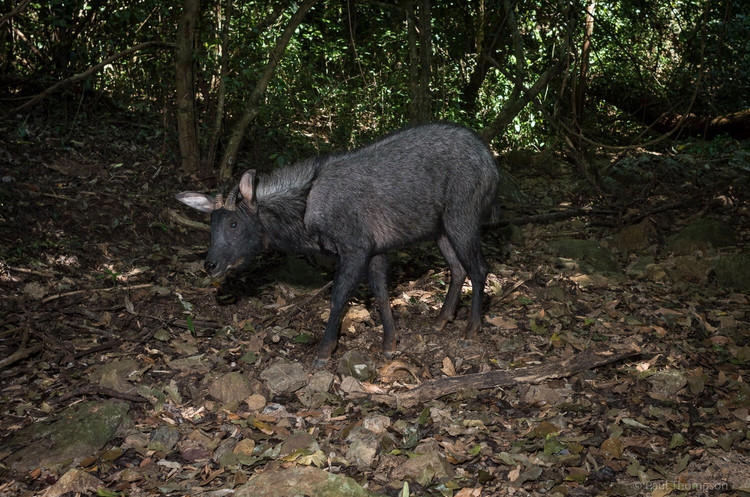 Nhung tiet lo bat ngo ve loai son duong quy hiem cua Viet Nam-Hinh-9