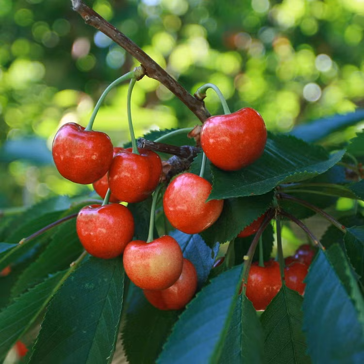 Tiet lo cuc bat ngo ve cac loai cay thuoc ho Hoa hong-Hinh-5